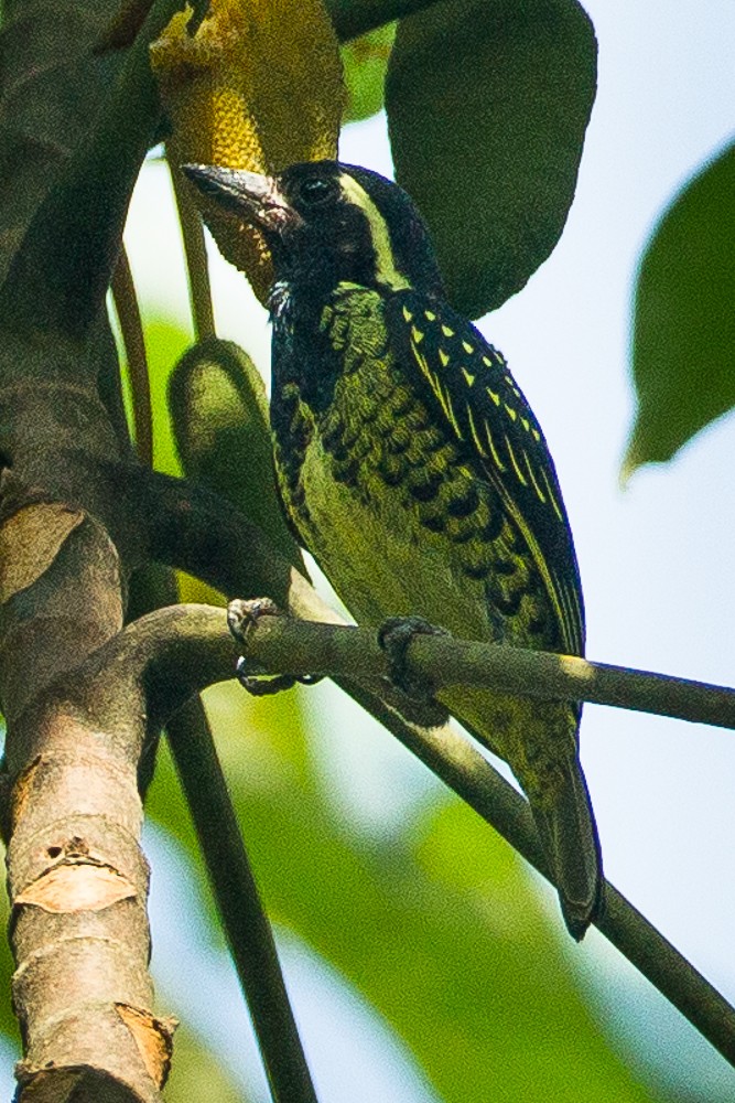 Yellow-spotted Barbet - ML328979111
