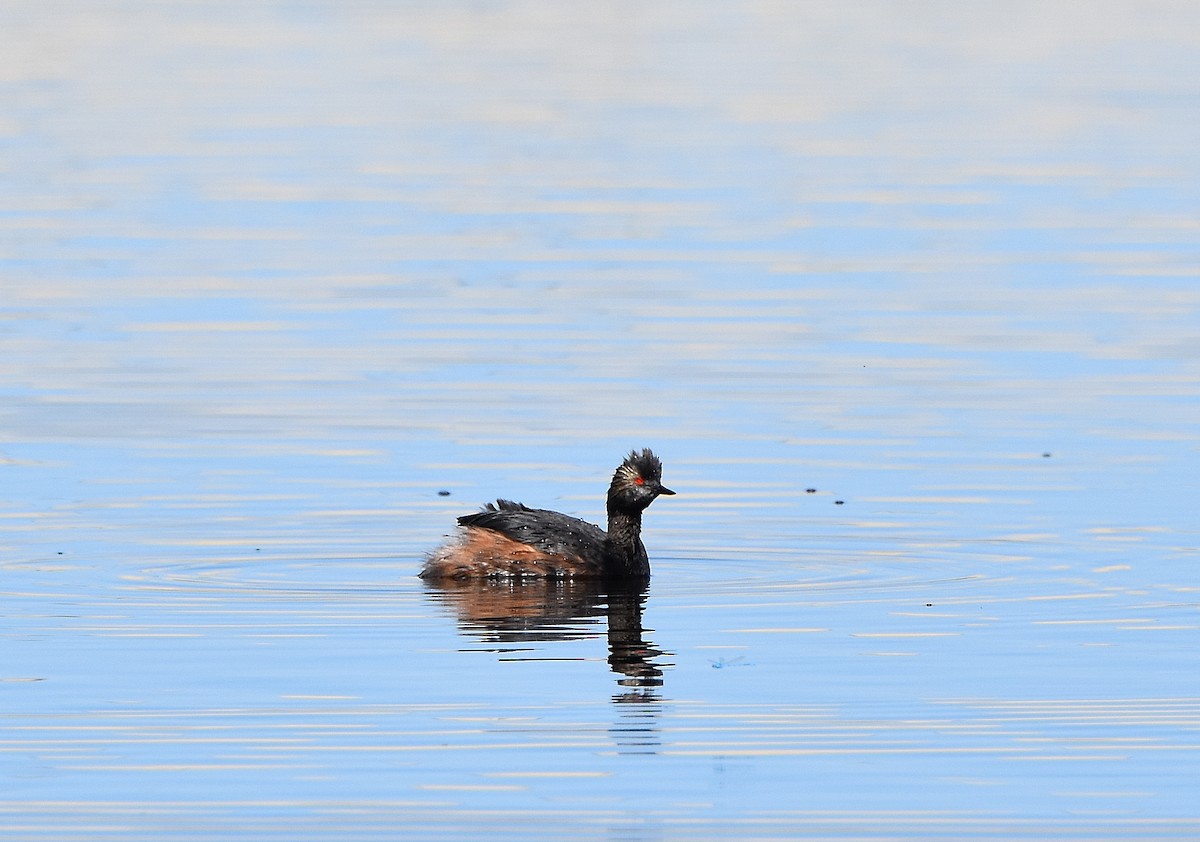 Eared Grebe - ML328979771