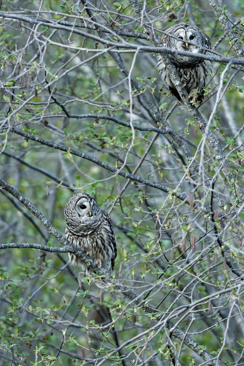 Barred Owl - Daniel Eslake