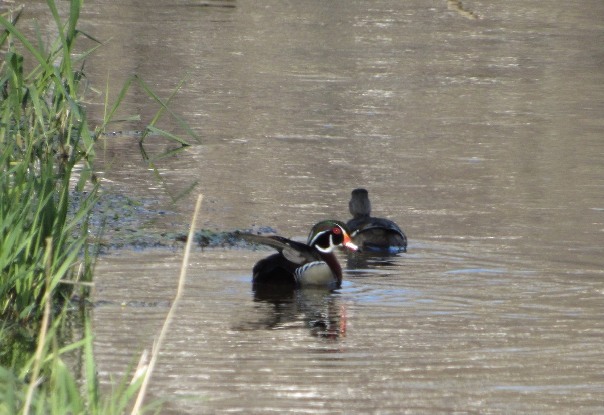 Wood Duck - ML328982191