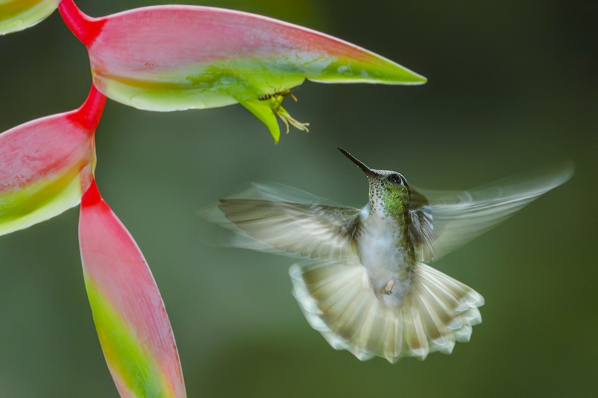 White-bellied Mountain-gem - Mario Vigo