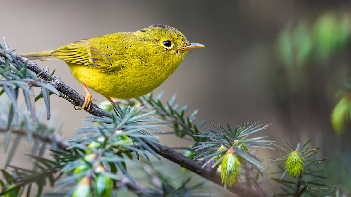 Whistler's Warbler - Abhishek Das