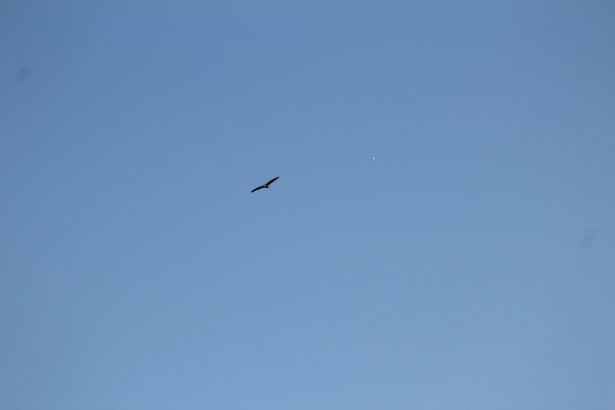 Bald Eagle - ML328985281