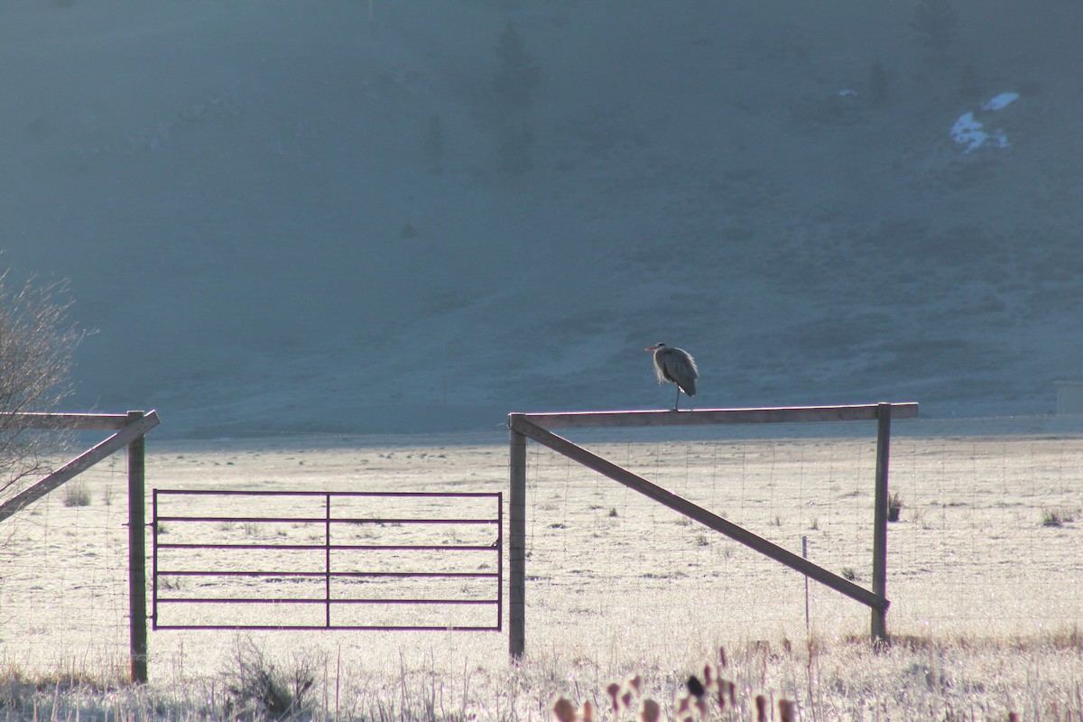 Great Blue Heron - ML328985291