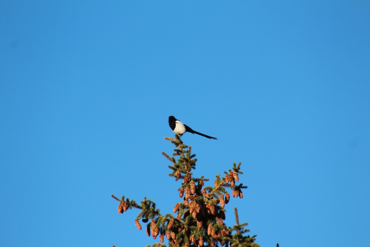 Black-billed Magpie - ML328985301