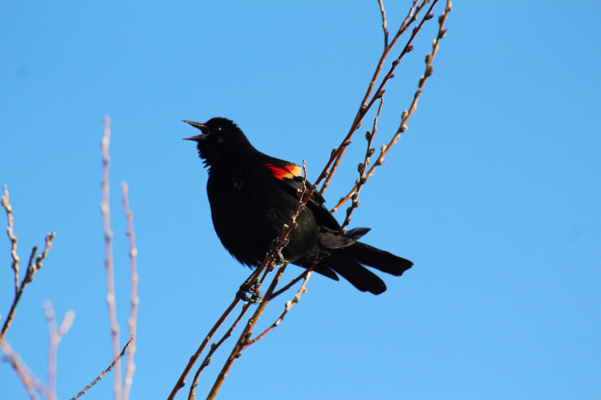 Red-winged Blackbird - ML328985441