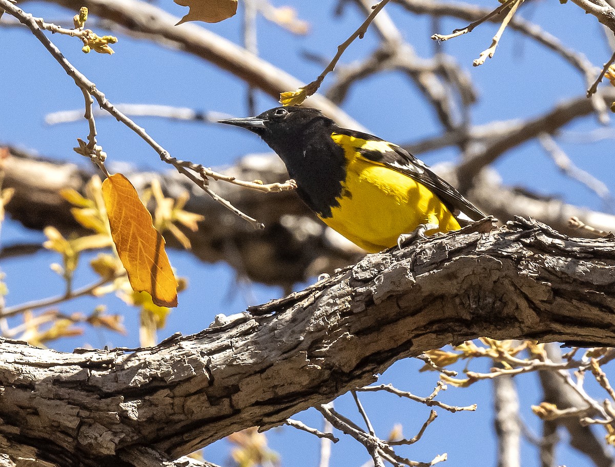 Scott's Oriole - Francis Morgan