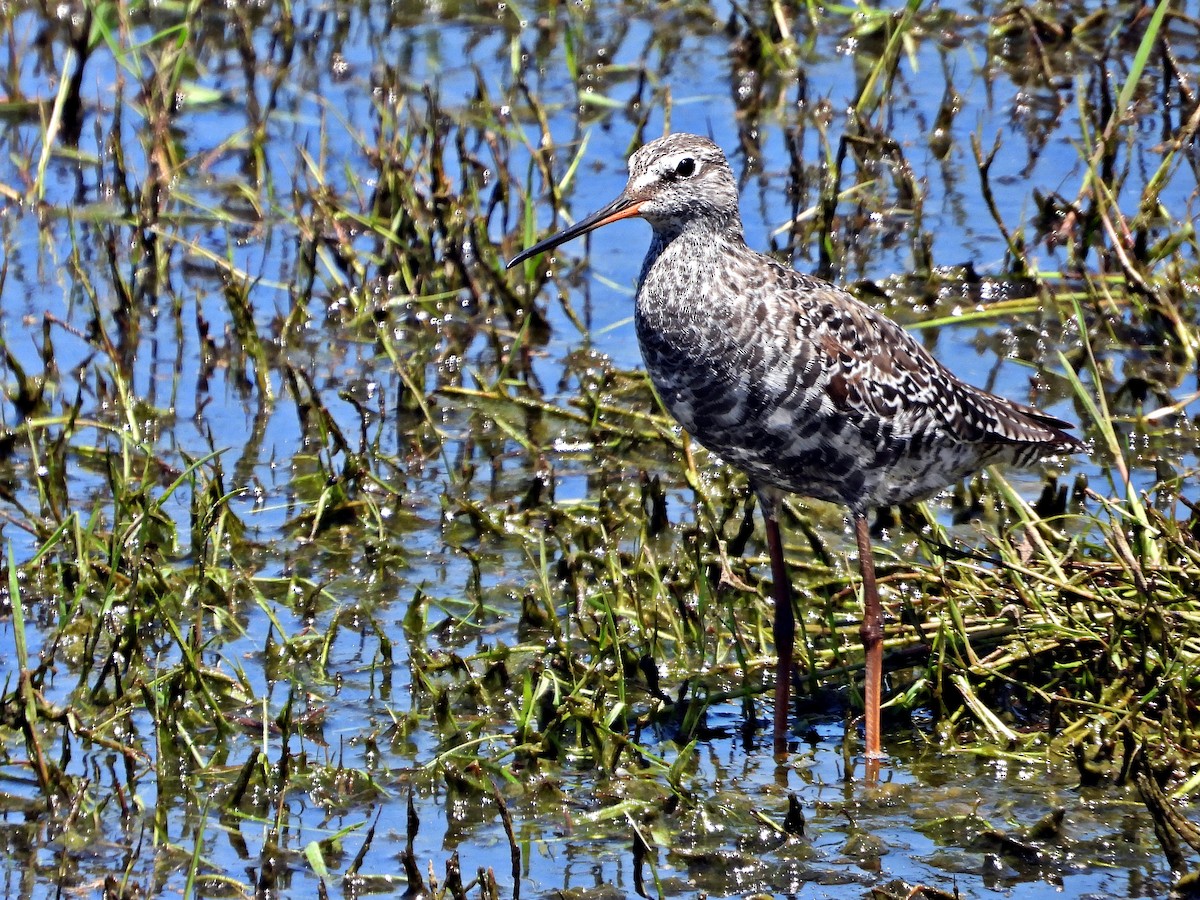 Spotted Redshank - ML328990191