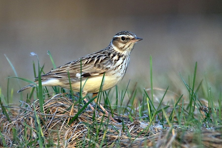 Wood Lark - ML328990891