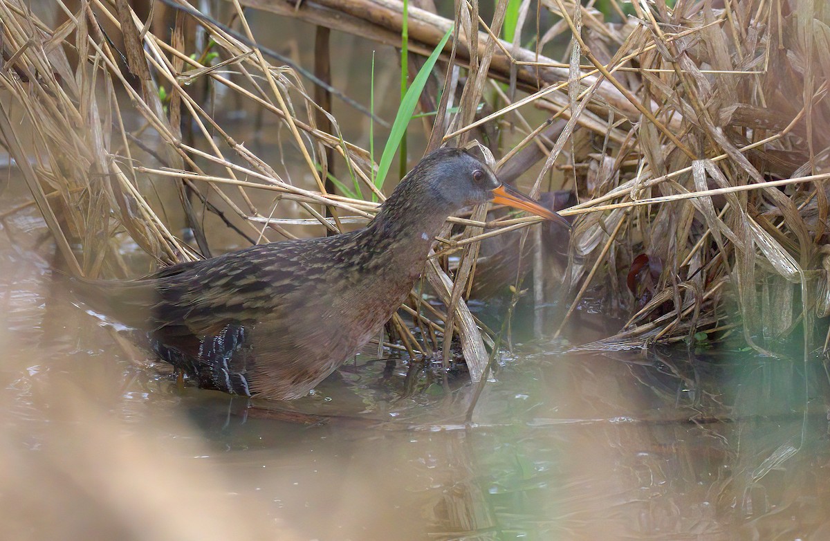 Virginia Rail - David Shoch