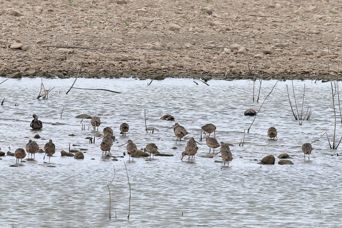 Marbled Godwit - Lawrence Haller