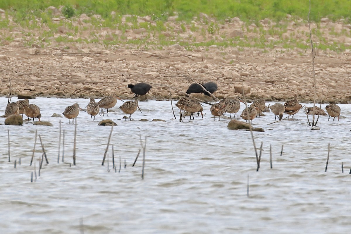 Marbled Godwit - ML328993931