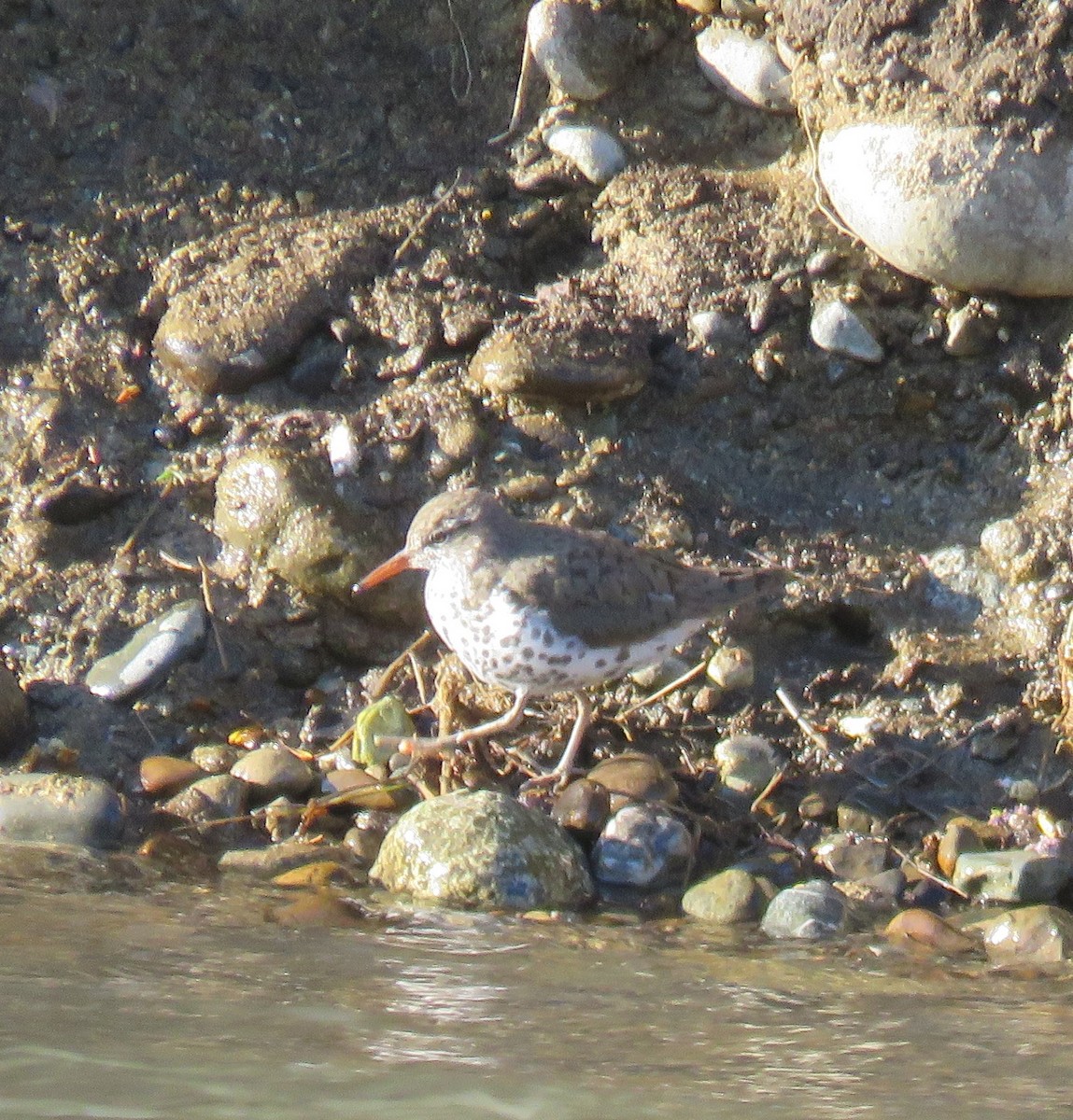 Spotted Sandpiper - ML328994451