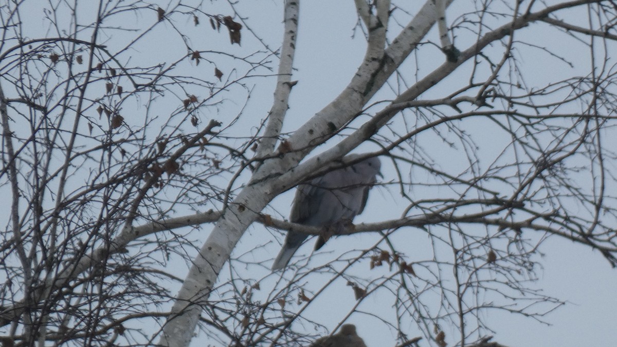 Eurasian Collared-Dove - ML328994611