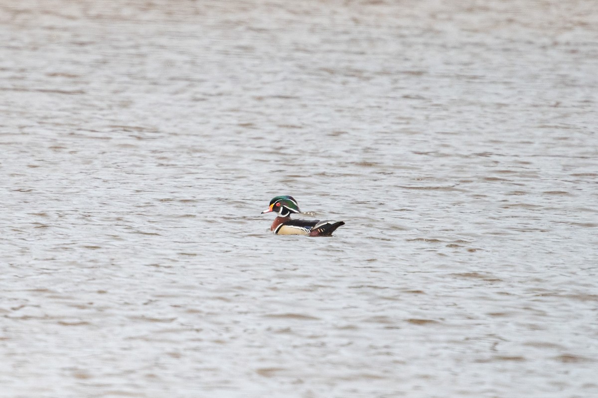 Wood Duck - ML328995731