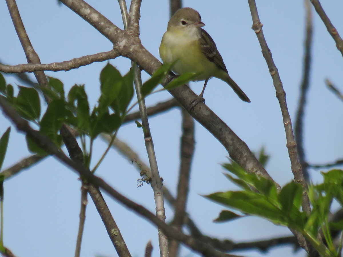 Bell's Vireo - ML328997021