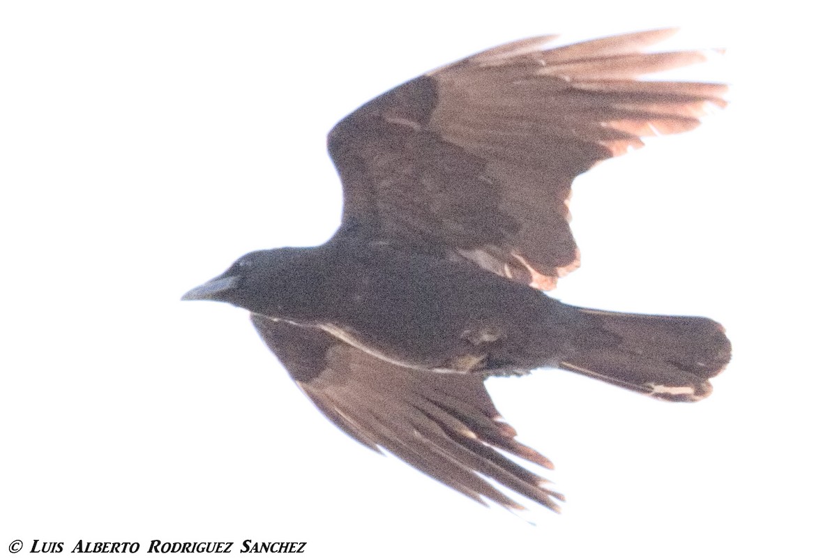 Carrion Crow - ML328997571