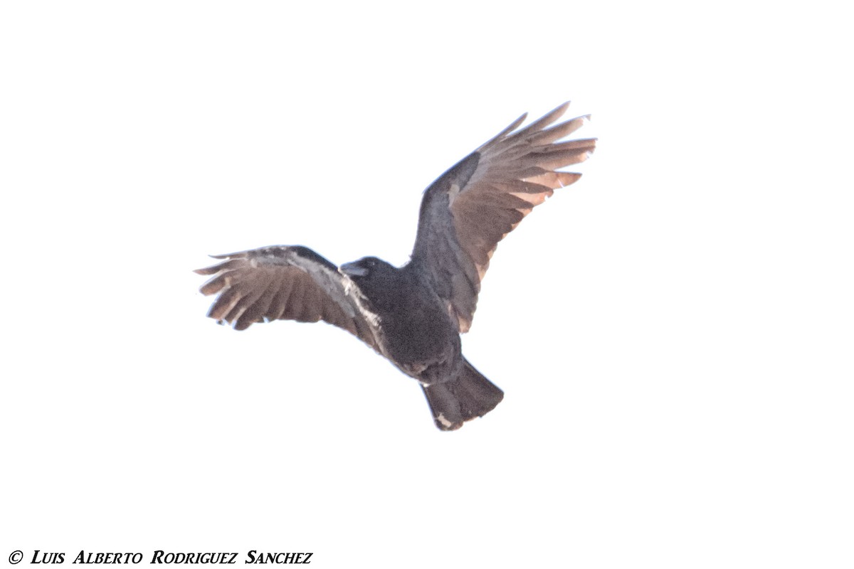 Carrion Crow - ML328997601