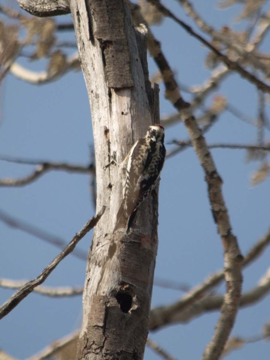 Yellow-bellied Sapsucker - ML328998201