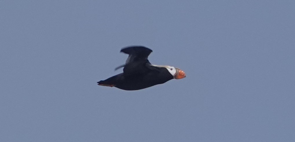 Tufted Puffin - ML328998711