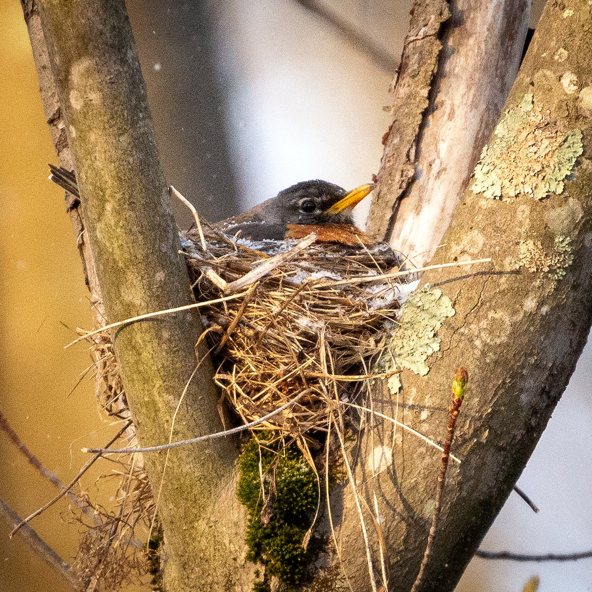American Robin - ML329000291