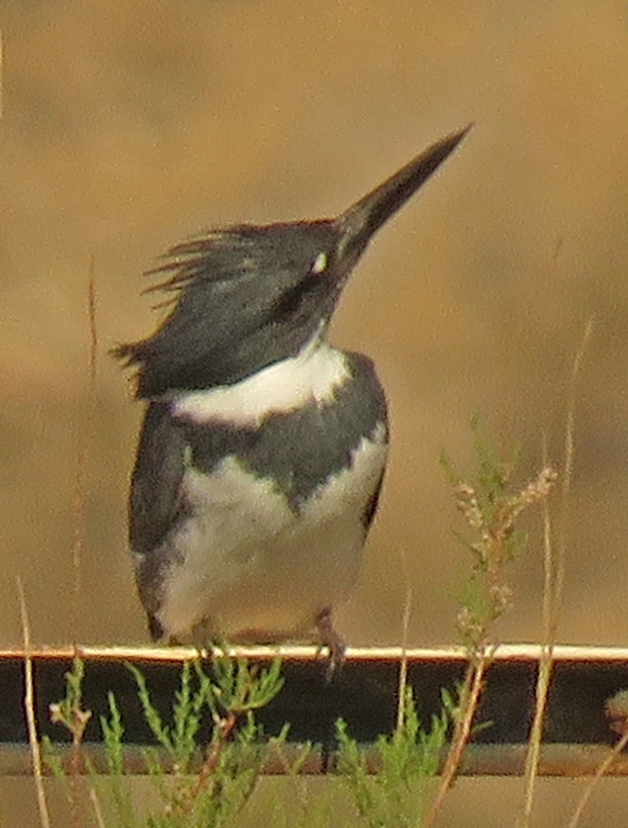 Belted Kingfisher - ML329000861