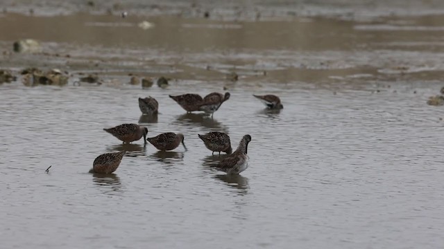 Long-billed Dowitcher - ML329001001
