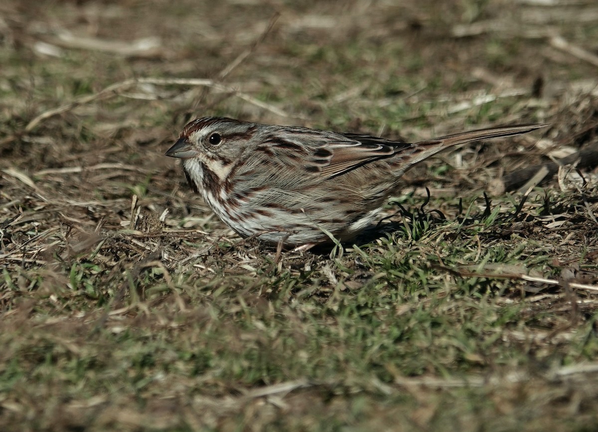 Song Sparrow - ML329001551