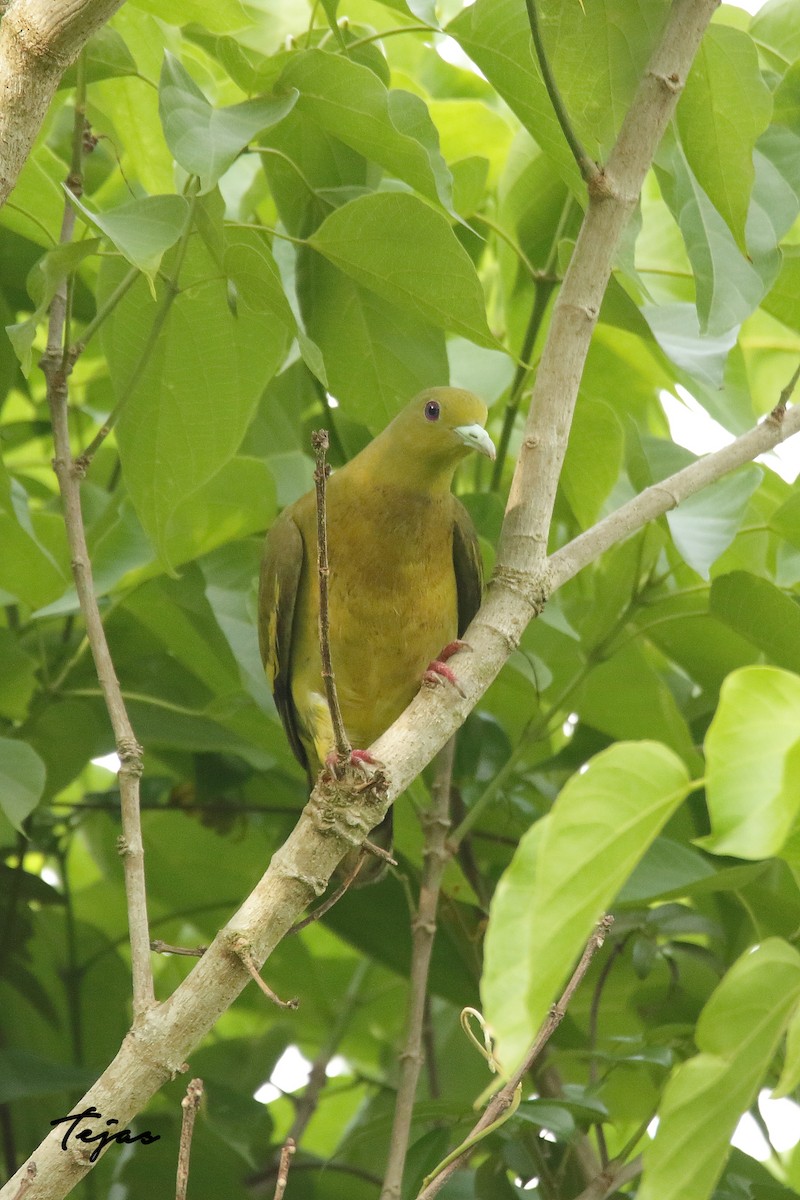 橙胸綠鳩 - ML329002581