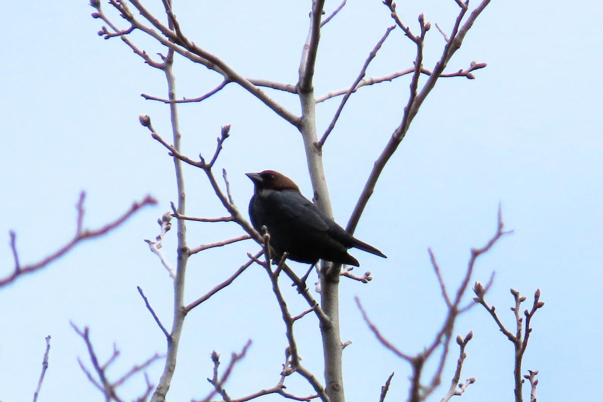 Brown-headed Cowbird - ML329002731