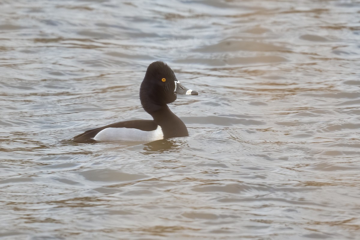 Ring-necked Duck - Ben  Lucking