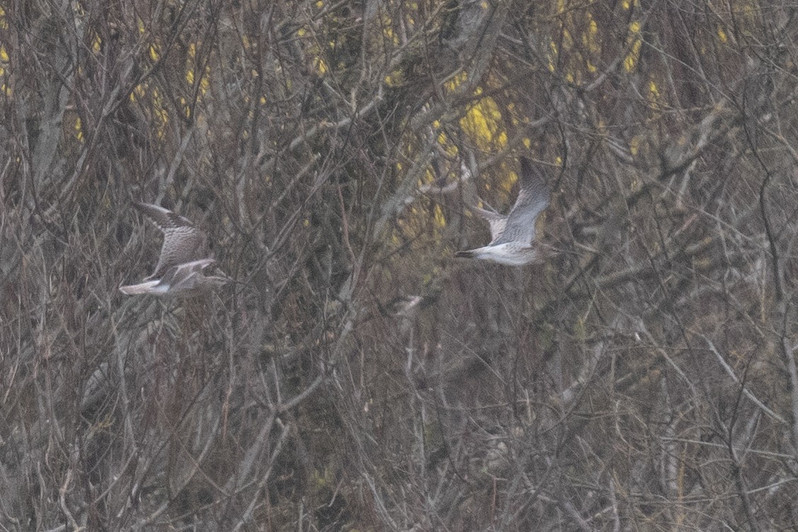 Whimbrel (European) - Ben  Lucking