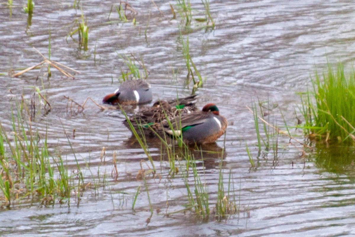 Green-winged Teal - ML329004941