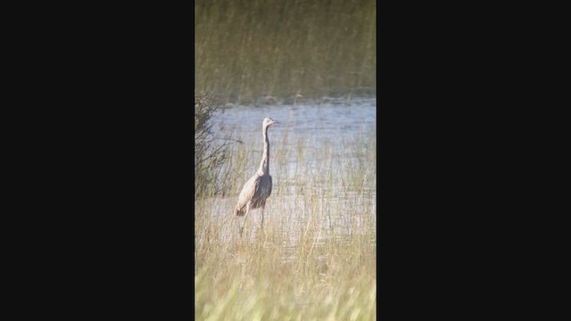 Reddish Egret - ML329006311