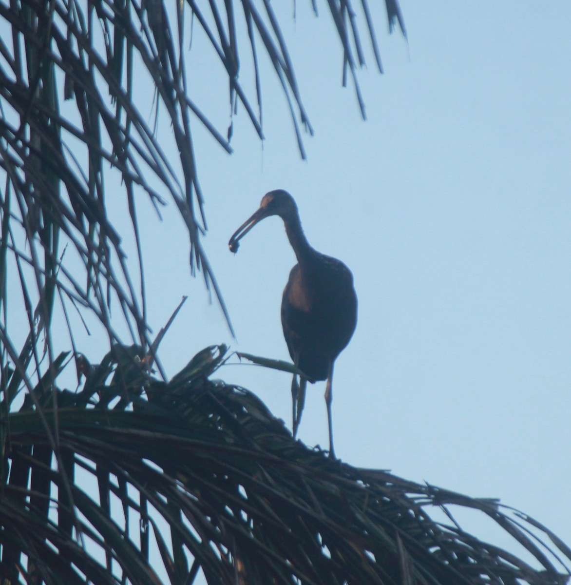 Limpkin - Franziska Riedel