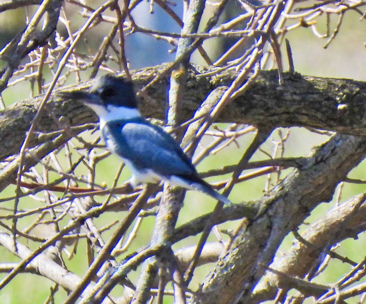 Belted Kingfisher - ML329007251