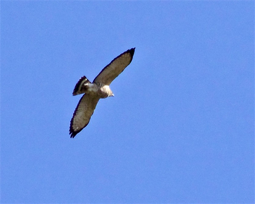 Broad-winged Hawk - ML329007771