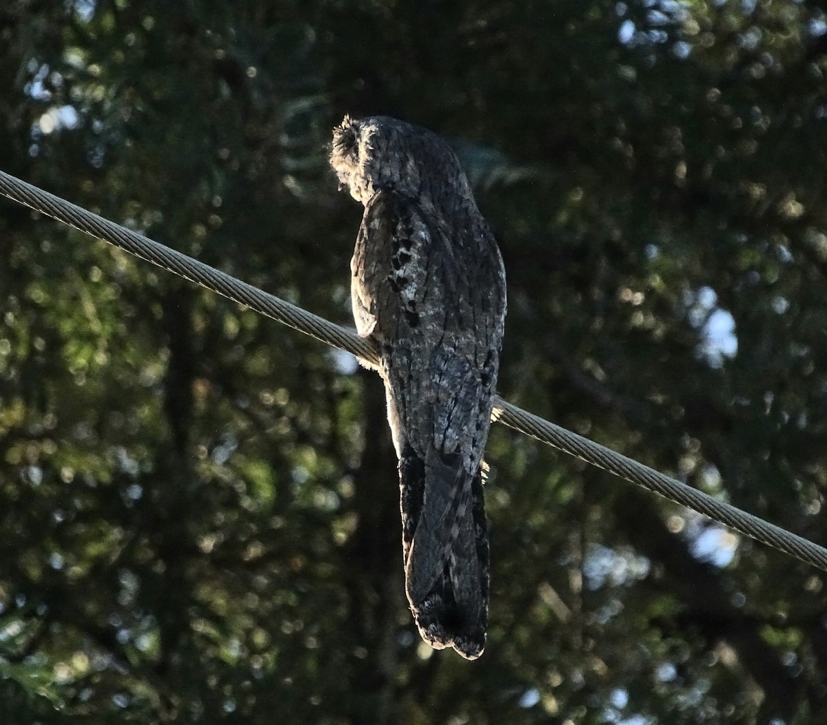 Common Potoo - Bernardo  Candia