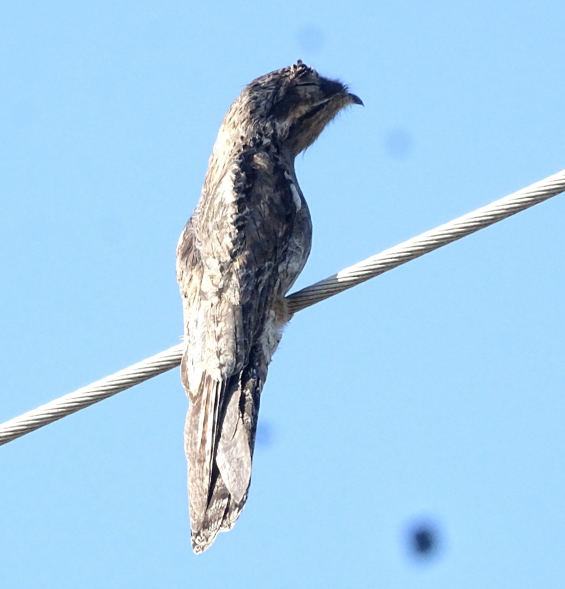 Common Potoo - Bernardo  Candia