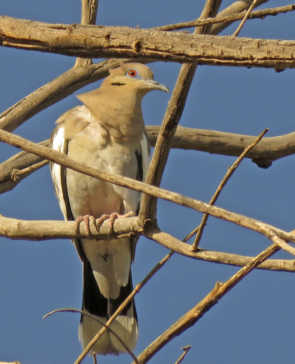 White-winged Dove - Diane Drobka