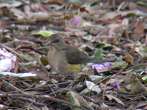 African Thrush (African) - ML329010281