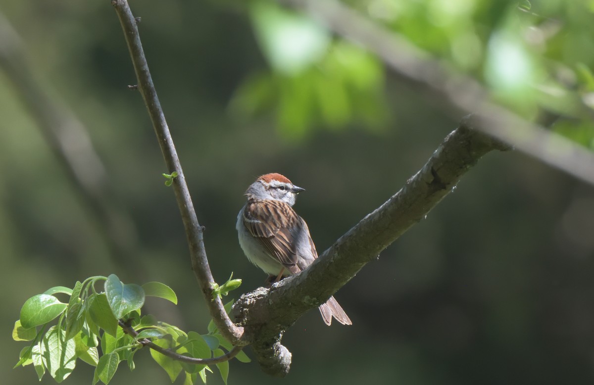 Chipping Sparrow - ML329010921