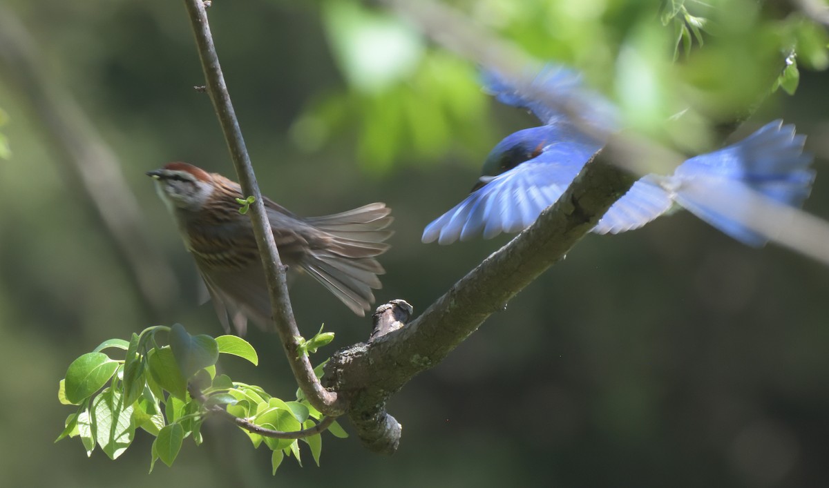 Chipping Sparrow - ML329010941