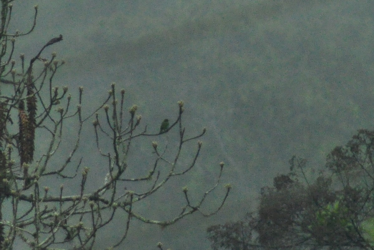 Bay-headed Tanager - Elliott GG