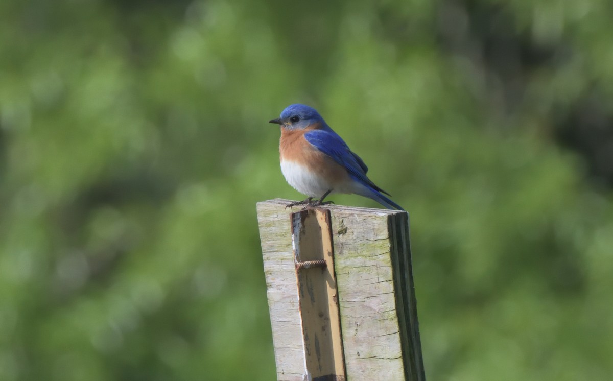 Eastern Bluebird - ML329011221