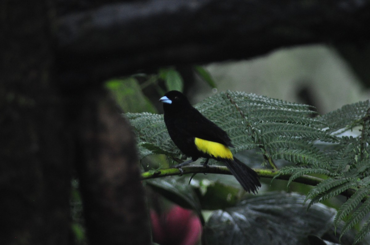 Flame-rumped Tanager (Lemon-rumped) - Elliott GG