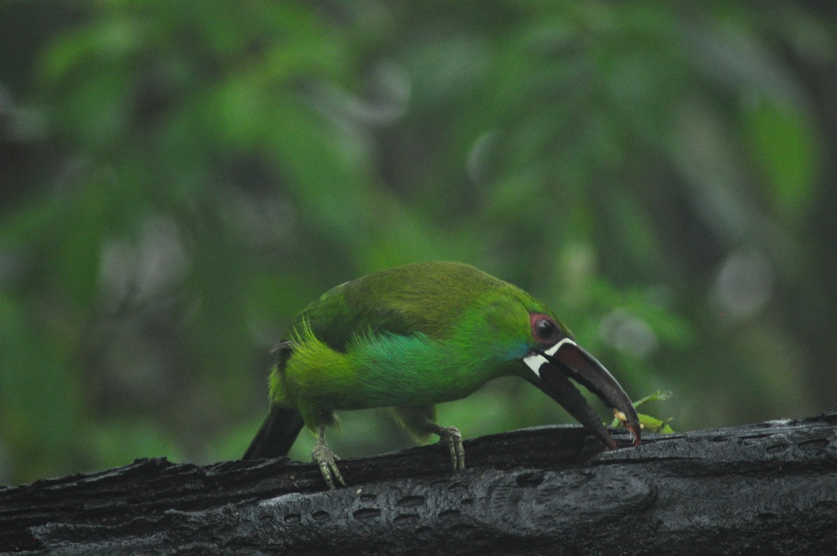 Crimson-rumped Toucanet - ML329012221