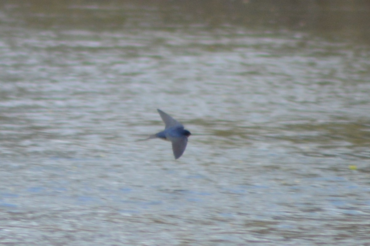 Barn Swallow - ML329012611