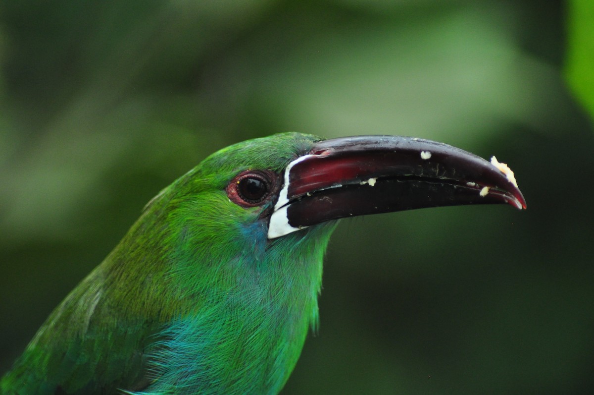 Crimson-rumped Toucanet - Elliott GG