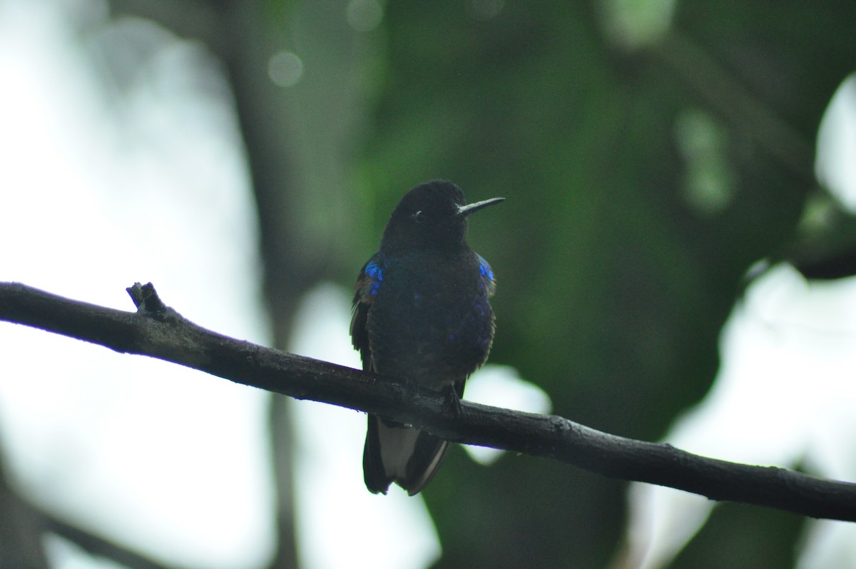 kolibřík hyacintový - ML329013511